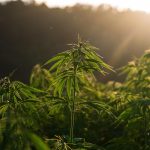 Семена конопли Snow White regular от Nirvana Seeds images37.jpg