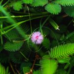 Семена конопли Sour Blueberry от Humboldt Seeds images373.jpg