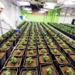 Семена конопли Auto Cheese feminised от Dinafem Seeds images376.jpg