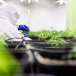 Конопля с семенами полезные свойства и применение images380.jpg