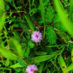 Семена конопли полезные свойства и где купить в Перми