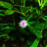 Голландские семена конопли качество и применение