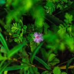 Особенности и преимущества семян сативы конопли и их выращивание