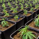 Как посадить семена марихуаны и ухаживать за ними