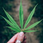 Семена конопли Karasora feminised от Bang Seeds