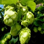 Семена марихуаны из Голландии