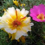 Семена конопли Sterling Haze regular от Nirvana Seeds