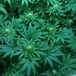 Заказ семян конопли по почте: преимущества и особенности покупки images422.jpg