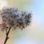 Выращивание марихуаны из семян