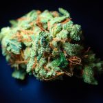 Семена конопли Guava Berry Kush от Philosopher Seeds