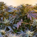 Семена конопли Khan-Shatyr feminised от Bang Seeds