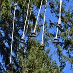 Удобрение конопли и ее питательная ценность