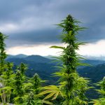 Семена конопли Blueberry Cookies feminised от Dinafem Seeds