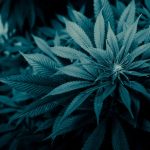 Семена конопли Hawaiian Snow feminised от Ganja Seeds images454.jpg