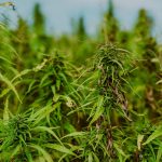 Проращивание семян конопли полезные свойства и применение