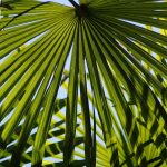 Auto Compassion Lime CBD feminised от Dutch Passion Seeds: особенности и преимущества сорта images467.jpg