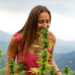 Семена конопли G13 feminised от Ganja Seeds обзор и характеристики