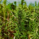 Семена конопли Widow Remedy regular от Barneys Farm