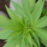 Рынок семян конопли в Санкт-Петербурге images71.jpg