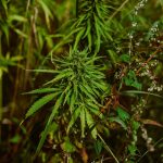 Приобретение семян конопли: источники и рекомендации images72.jpg