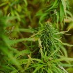 Семена конопли Lemon Skunk CBD feminised от Ganja Seeds