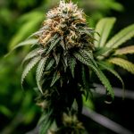 Продажа семян марихуаны и особенности их выращивания