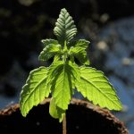 Голландские семена конопли: качество и эффективность выращивания