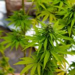 Выбор и заказ семян конопли