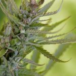 Семена конопли Auto Daiquiri Lime feminised от Ganja Seeds