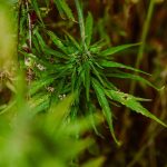 Семена конопли Dulce Locura CBD от Trikoma Seeds