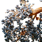 Семена конопли Auto Lemon CBD feminised от Philosopher Seeds