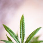 Особенности и преимущества семян сативы конопли и их выращивание images94.jpg