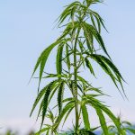 Покупка семян промышленной конопли: на что следует обратить внимание images97.jpg